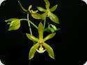 Phal. mannii flava x amboinensis common